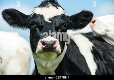 Ritratto di una mucca da latte nella campagna irlandese Foto Stock