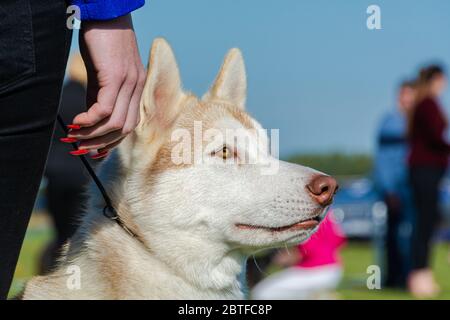 Il cane attento al guinzaglio gode dell'estate svedese Foto Stock