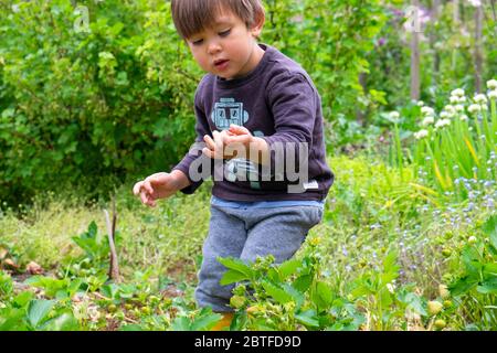 Bambino piccolo ragazzo 3 anni raccolta fragole bacche in una patch di fragola in maggio primavera maturazione in un giardino di campagna in Galles UK KATHY DEWITT Foto Stock