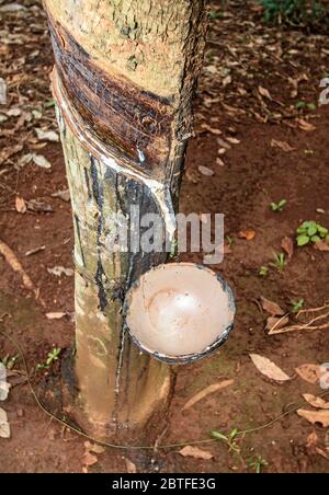 Alberi di gomma su una piantagione di gomma vicino alla città di Kompong Cham in Cambogia. La corteccia dell'albero è tagliata in modo che il sap si trasformerà in ciotole Foto Stock