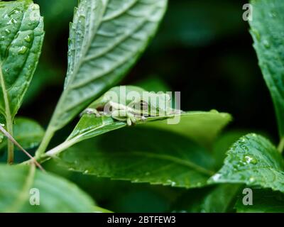 Rana verde americana, Hyla cinerea, una specie della rana di nuovo mondo che riposa su una foglia verde di pianta in un giardino domestico. Foto Stock