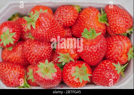 vista dall'alto sulle fragole in una scatola di cartone Foto Stock