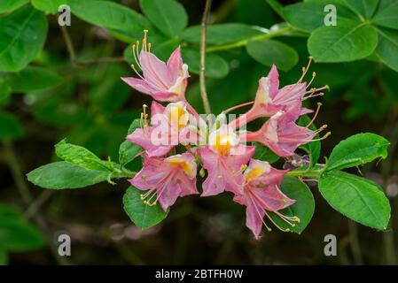 Rhododendron Flammeolum incarnatum, primo piano con fiori rosa e foglie in primavera Foto Stock