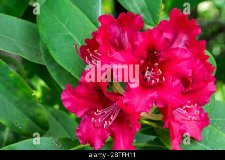 Rhododendron Windlesham Scarlet, primo piano con fiori rossi in primavera Foto Stock