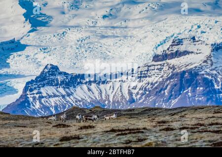 Renna, Rangifer tarandus, introdotta in Islanda dalla Norvegia dal 1771 al 1787, e ora prospera lungo la costa sud-orientale dell'Islanda, con Öræfajök Foto Stock