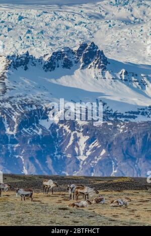 Renna, Rangifer tarandus, introdotta in Islanda dalla Norvegia dal 1771 al 1787, e ora prospera lungo la costa sud-orientale dell'Islanda, con Öræfajök Foto Stock