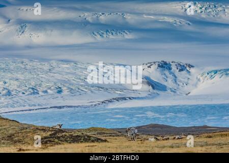 Renna, Rangifer tarandus, introdotta in Islanda dalla Norvegia dal 1771 al 1787, e ora prospera lungo la costa sud-orientale dell'Islanda, con Öræfajök Foto Stock