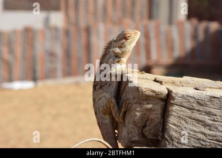 Un camaleonte seduto su un legno in cerca di cibo Foto Stock