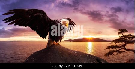 Big Bald Eagle con le ali aperte seduti sulla Ocean Coast Foto Stock