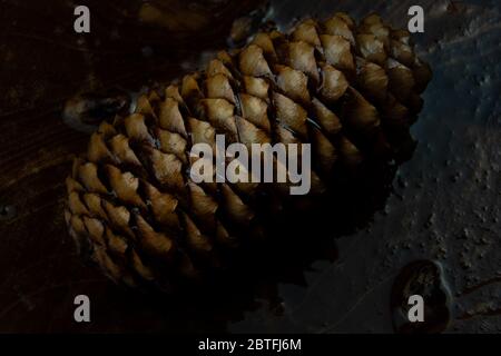 Cono isolato con una luce luminosa dall'alto, il cono si trova su un pannello di legno. Foto Stock