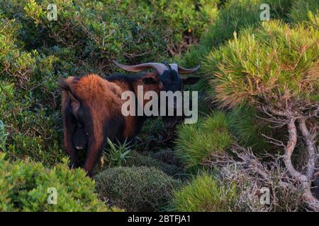 Capra selvaggia invasa (Capra hircus) tra le montagne tra i cespugli sull'isola di Maiorca. Concetto di natura Foto Stock