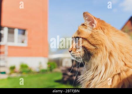 Gatto rosso Kuril Bobtail in un collare. Camminando per strada Foto Stock