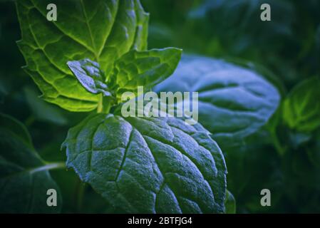 Foglie verdi di menta fresca e profumata. Zecca di sfondo primo piano. Foto Stock