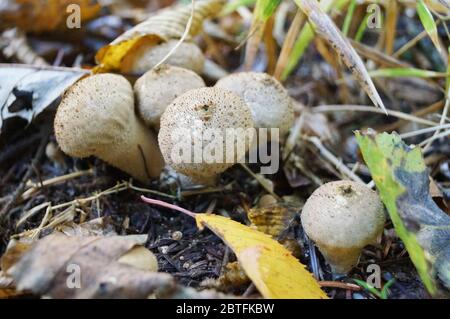 Il fungo Lycoperdon con un cappello bianco in un pimple e una gamba bianca cresce in una foresta in foglie cadute Foto Stock