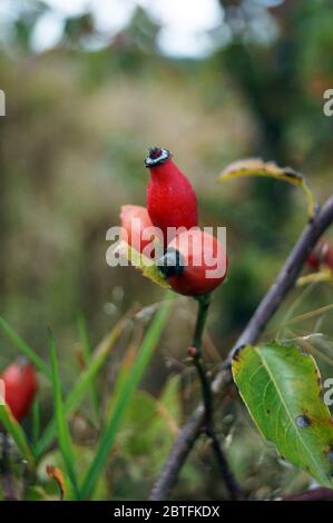 Ramo di roseanca con frutti rossi maturi su un cespuglio in un giorno d'autunno Foto Stock