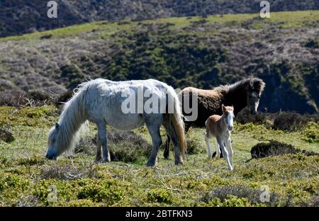 The Long Mynd, Church Stretton, Shropshire, Regno Unito 25 maggio 2020. Fuori per una passeggiata di festa della banca con mamma e papà, questo nemico di 3 giorni vecchio era uno dei pony selvaggi injonyng il tempo di festa sulle colline dello Shropshire. Foto Stock