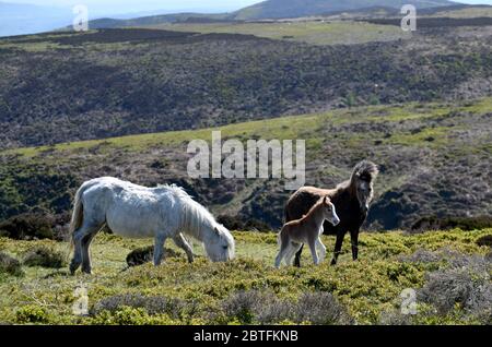 The Long Mynd, Church Stretton, Shropshire, Regno Unito 25 maggio 2020. Fuori per una passeggiata di festa della banca con mamma e papà, questo nemico di 3 giorni vecchio era uno dei pony selvaggi injonyng il tempo di festa sulle colline dello Shropshire. Foto Stock