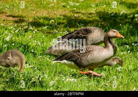 Primo piano di oche e gossings greylag (Anser anser) sulla riva del fiume, Archerfield Estate, East Lothian, Scozia, Regno Unito Foto Stock
