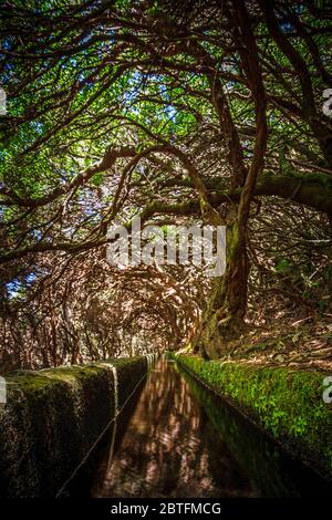 Sentiero escursionistico Levada 25 Fontes nella foresta di Laurel in Madeira Island Foto Stock