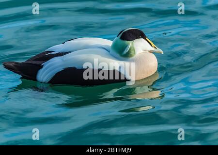 Comune Eider, Somateria mollissima, svernamento maschile nel porto di Höfn lungo la costa meridionale dell'Islanda Foto Stock