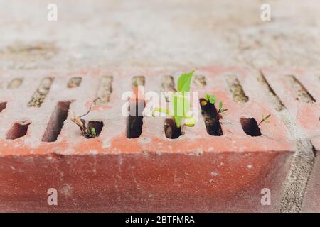 Piante selvatiche che crescono tra lastre di pavimentazione. Impianti in ambiente urbano. Forza vitale. Pianta che griving attraverso la pavimentazione. Grumo di erba e muschio in pevi Foto Stock