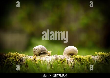 Due lumache si incontrano nella foresta su un ramo con muschio con sfondo sfocato, incontro romantico in natura Foto Stock