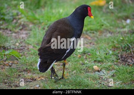 Moorhen ha un piumaggio scuro ma il bianco sotto la coda giallo gambe e rosso scudo frontale dà le chiamate glacling. I giovani sono più bruno senza maschera scarlatto Foto Stock