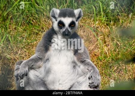 I lemuri a coda d'anello hanno le orecchie e il sottoscocca in pelliccia bianca grigia Macchie giallo brillante o occhi ambra la coda lunga ha schema alternato di anelli neri Foto Stock