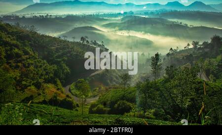 Godetevi la mia splendida foschia mattutina nella piantagione di tè, Pangalengan, Bandung Foto Stock