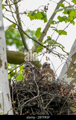 Falco dalla coda rossa - Buteo jamaicensis - i fledglings emergono dal loro nido con piume downy e di volo - attendono il cibo dai loro genitori | Raptor bambini uccello di preda - aka chickenhawk - falco della coda rossa - falconeria Foto Stock