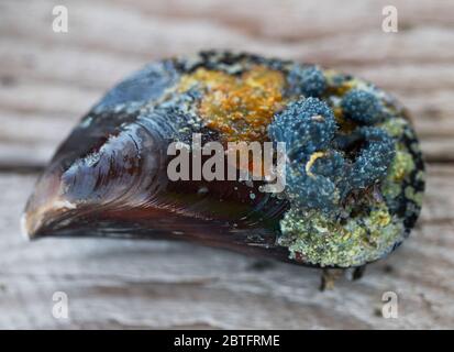 Cozze crude appena pescate ricoperte di ringhiette multicolori su tavola di legno. Vista ravvicinata. Foto Stock