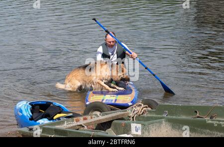 Aringly, Regno Unito. 25 Maggio 2020. Un paddle boarder e il suo cane godere il sole durante la festa della banca Lunedi Covid-19 blocco con le linee guida del governo per la distanza sociale a Ardingly Reservoir, Ardingly, West Sussex, Inghilterra a il 25 maggio 2020. Foto di Alan Stanford. Credit: Prime Media Images/Alamy Live News Foto Stock