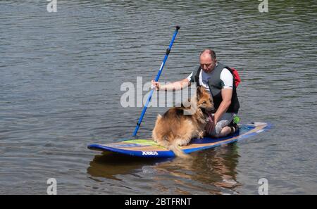 Aringly, Regno Unito. 25 Maggio 2020. Un paddle boarder e il suo cane godere il sole durante la festa della banca Lunedi Covid-19 blocco con le linee guida del governo per la distanza sociale a Ardingly Reservoir, Ardingly, West Sussex, Inghilterra a il 25 maggio 2020. Foto di Alan Stanford. Credit: Prime Media Images/Alamy Live News Foto Stock