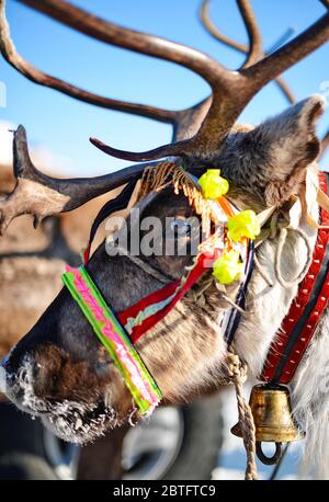 Renna in una slitta tradizionale ornata. Evento etnico. Foto Stock