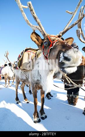 Renna in una slitta tradizionale ornata. Evento etnico. Foto Stock