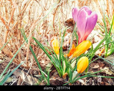 Croci viola e giallo crescono in posizione all'inizio della primavera. I primi fiori primaverili fioriscono nel giardino. Prato primaverile pieno di crocus bianchi, Bouquet Foto Stock