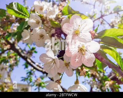 Albicocca senza peluche fiorisce in primavera contro il cielo blu. Albicocca rami in fiore. Concetto di primavera. Splendido sfondo di fiori bianchi. Foto Stock