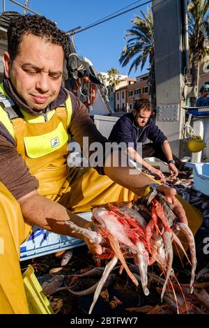 Marinai selezionando il pesce, pesca de arrastre o pesca de bou, Andratx, Mallorca, Isole Baleari, Spagna. Foto Stock