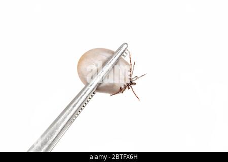 Zecca (Ixodes ricinus) riempita di sangue in pinzette isolate su sfondo bianco. Pericolo insetto può trasmettere sia batteri che patogeni virali. Foto Stock