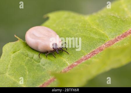 Tick (Ixodes ricinus) cammina su foglia verde. Pericolo insetto può trasmettere sia batteri e patogeni virali come gli agenti causativi della malattia di Lyme Foto Stock