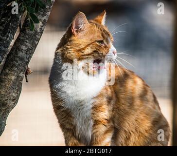 Ritratto di un gatto tabby zenzero con occhi verdi pelliccia bianca e strisce. Foto Stock