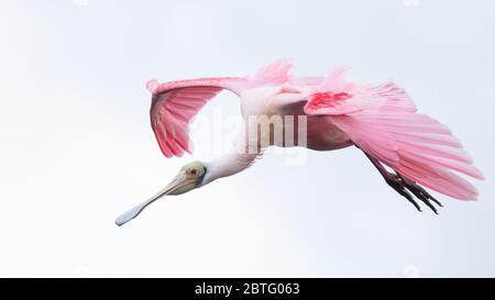 Una spatola per rosate in volo. Foto Stock