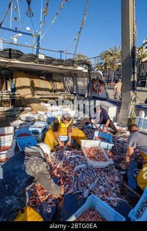 Marinai selezionando il pesce, pesca de arrastre o pesca de bou, Andratx, Mallorca, Isole Baleari, Spagna. Foto Stock