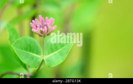 Primo piano di lonicera periclymenum (Honeysuckle) pianta su sfondo verde naturale. Messa a fuoco su fiore in primo piano con sfondo sfocato. Foto Stock