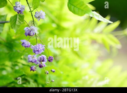 Primo piano della pianta di glicemia sinensis su sfondo verde naturale. Messa a fuoco su fiore in primo piano con sfondo sfocato. Foto Stock