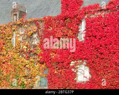 Virginia Creeper, Casa, vicino a Carentan, Francia Foto Stock