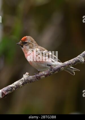 Maschio Lesser Redpoll (Acanthis cabaret) durante l'estate è un piccolo uccello passerino della famiglia delle finche visto qui a Glasgow, Scozia, Regno Unito Foto Stock