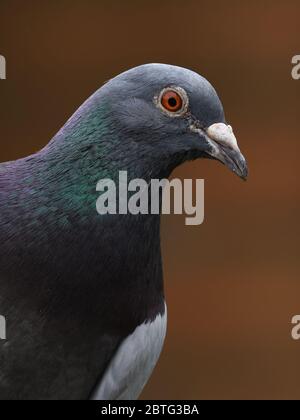 Ritratto di un piccione feriale (Columba livia domestica) con le sue piume iridescenti magenta e verde. Foto Stock