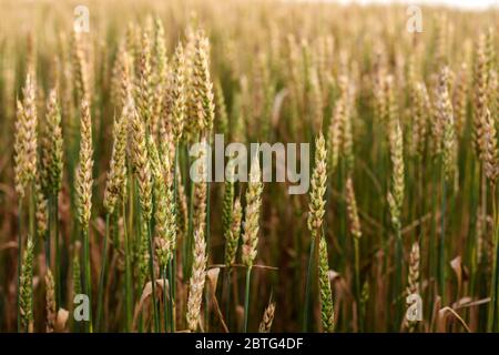 Background di maturazione del grano su campo in estate. Messa a fuoco selettiva. Foto Stock