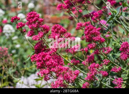 Centranthus ruber o anche conosciuto come Red Valerian Garden Plant fiorire durante la fine di maggio nel sud dell'Inghilterra, Regno Unito Foto Stock
